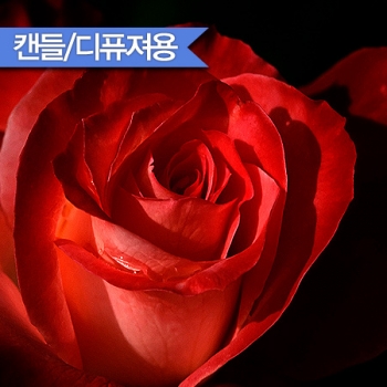 레드로즈 F.O (Red Rose)