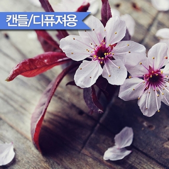 체리블라섬 F.O (Cherry Blossom - Loccitane Type)